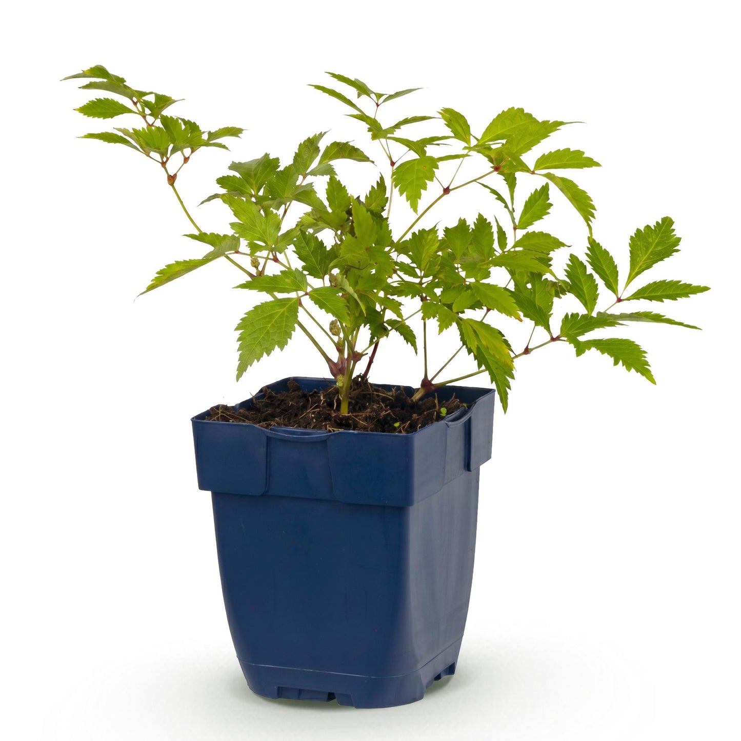 Astilbe Deutschland en pot de 11cm, hauteur 15-25cm, un lot de plantes vivaces à feuillage vert clair, idéale pour l'ombre.