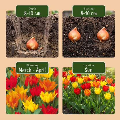 Guide de plantation des bulbes de Tulipe Praestans en mélange avec profondeur, espacement, floraison et exposition au soleil.