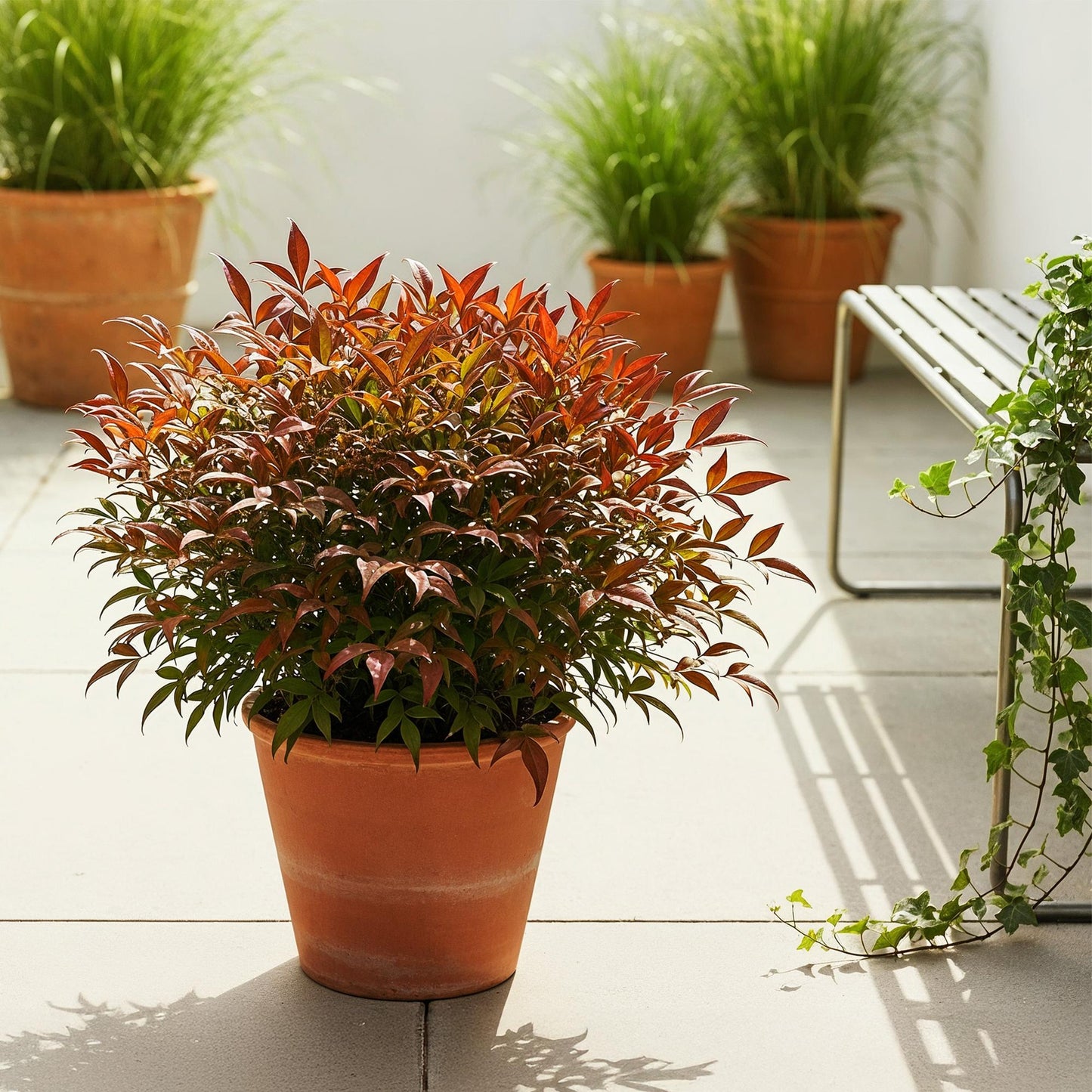 Nandina Gulfstream : pot de Nandina avec feuillage orange et vert sur une terrasse ensoleillée, avec d'autres plantes et un banc en arrière-