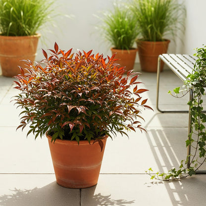 Nandina Gulfstream : pot de Nandina avec feuillage orange et vert sur une terrasse ensoleillée, avec d'autres plantes et un banc en arrière-