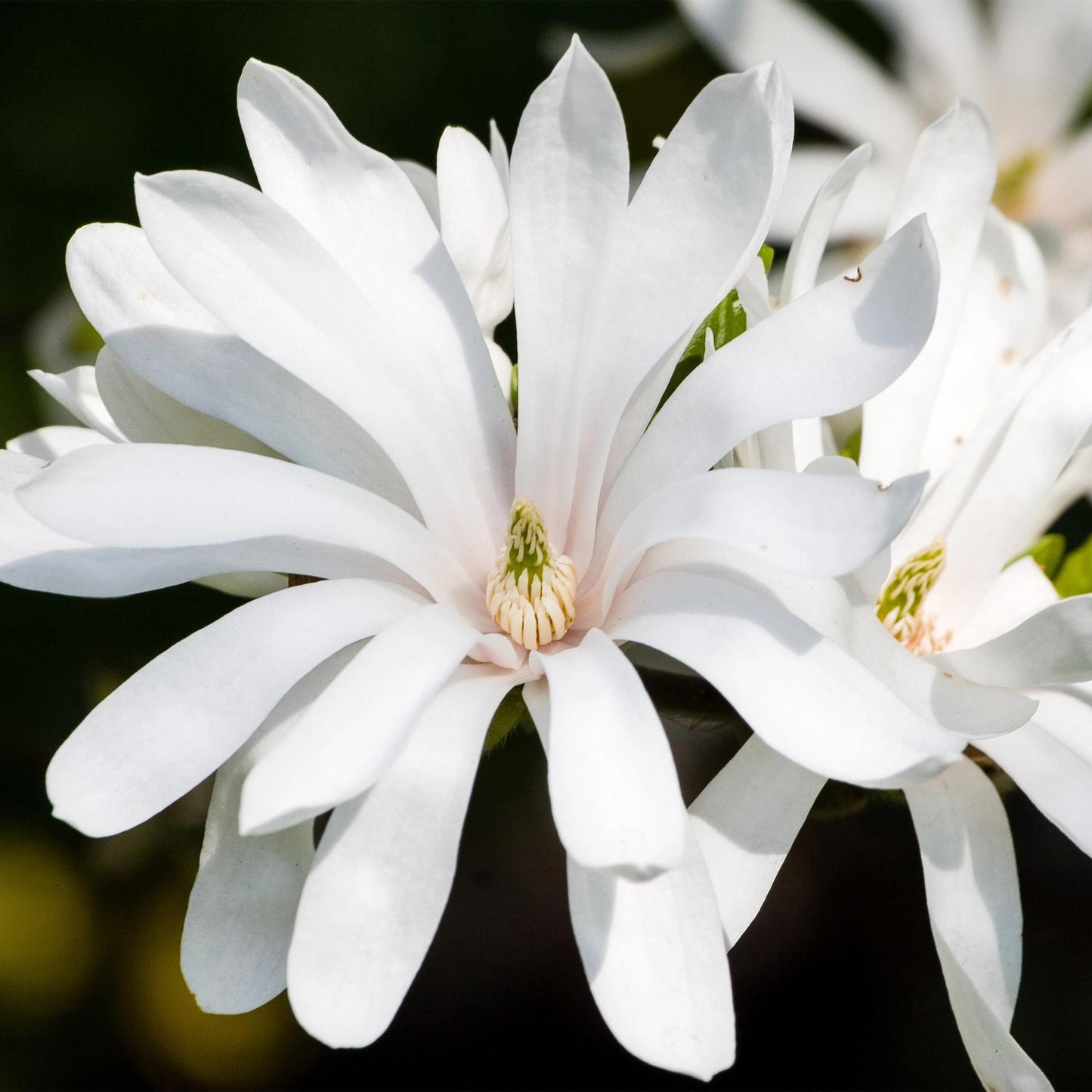 Magnolia stellata Royal Star, gros plan sur sa fleur blanche étoilée et son cœur crème et vert.