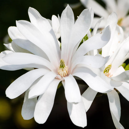 Magnolia stellata Royal Star, gros plan sur sa fleur blanche étoilée et son cœur crème et vert.