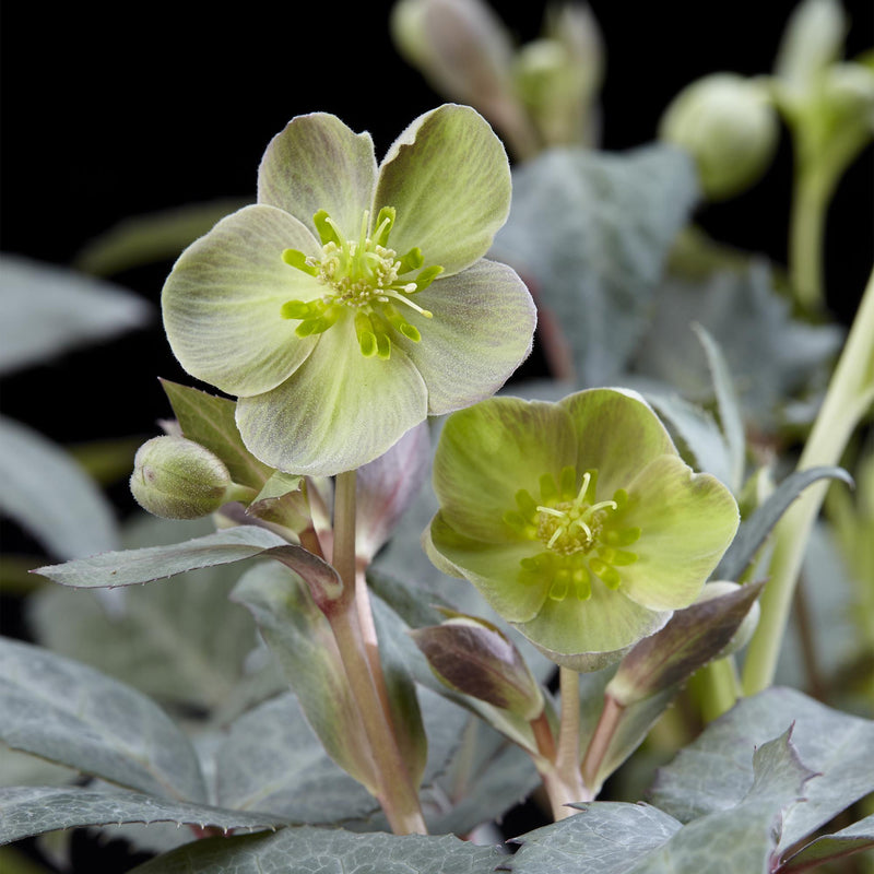 Hellébore 'Silver Dollar' (Helleborus x sternii) - vivace persistante au feuillage argenté - Pot 14 cm - Hauteur 35 cm
