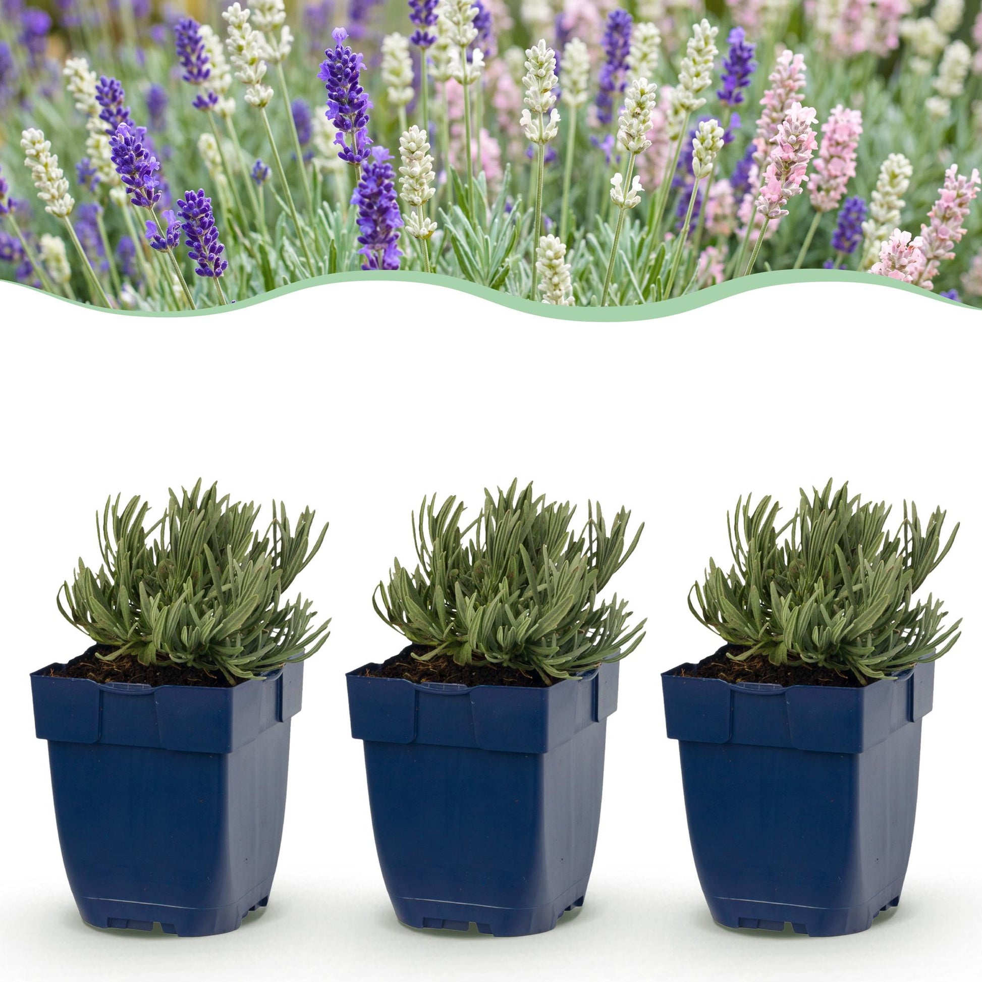 Lavandula Tricolour, plants de lavande en pot, avec en arrière-plan une haie de lavande fleurie mauve, blanche et rose.