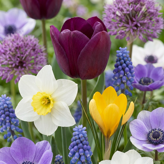 Mélange de fleurs épanouies : tulipes, narcisses, crocus, muscaris et anémones, offrant un festival de couleurs.