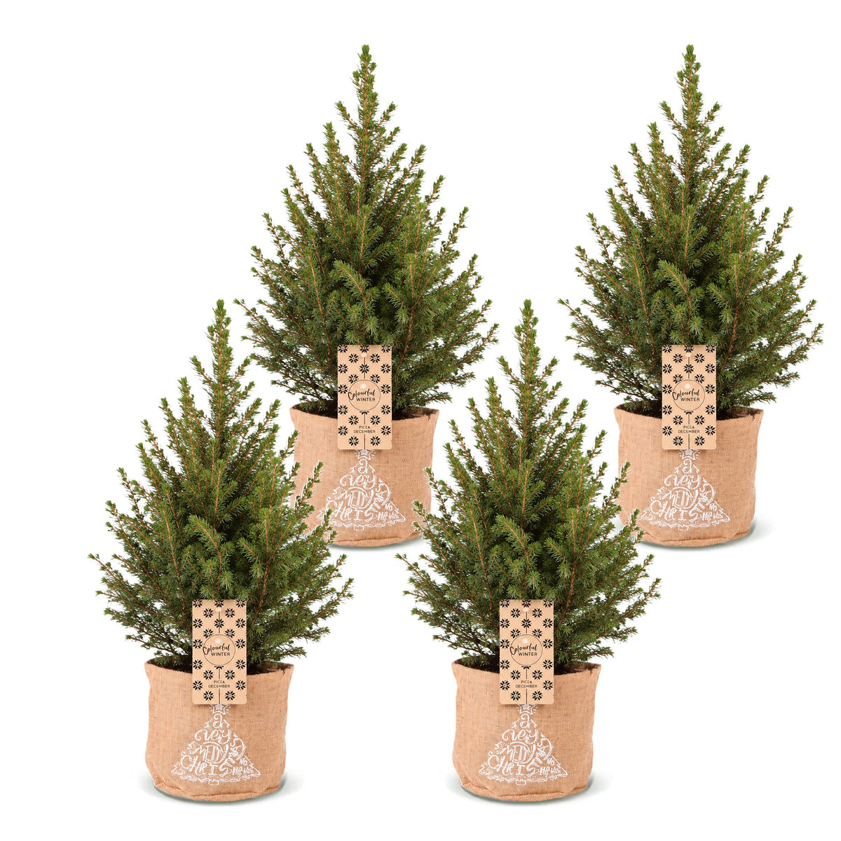 Épicéa de l'Alberta 'Conica' lot de 4 sapins en pot de 17 cm, sac en jute