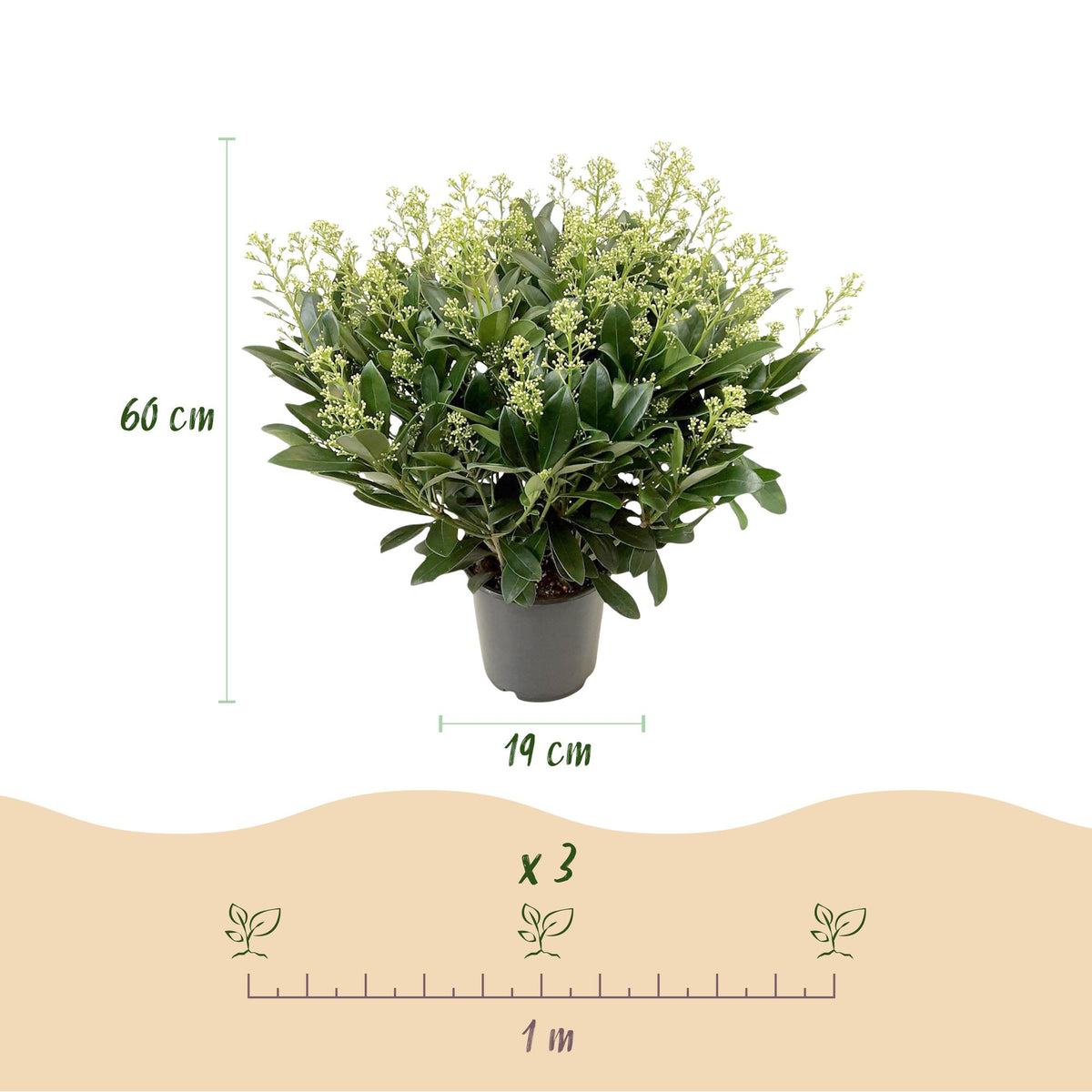 Dimensions de Skimmia 'Finchy' en pot de 19 cm