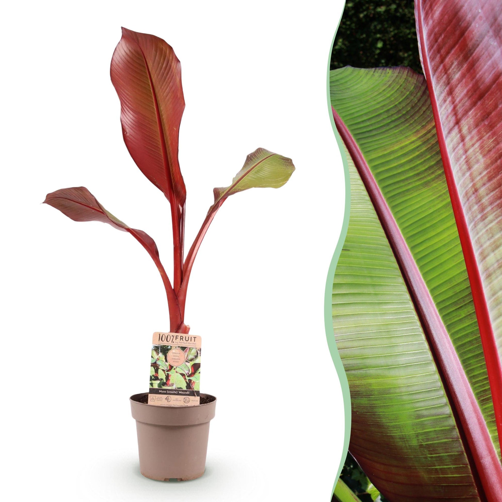 Musa ensete Maurelli en pot sur fond blanc, juxtaposée à un gros plan de son feuillage rouge et vert intense.