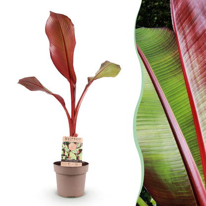 Musa ensete Maurelli en pot sur fond blanc, juxtaposée à un gros plan de son feuillage rouge et vert intense.