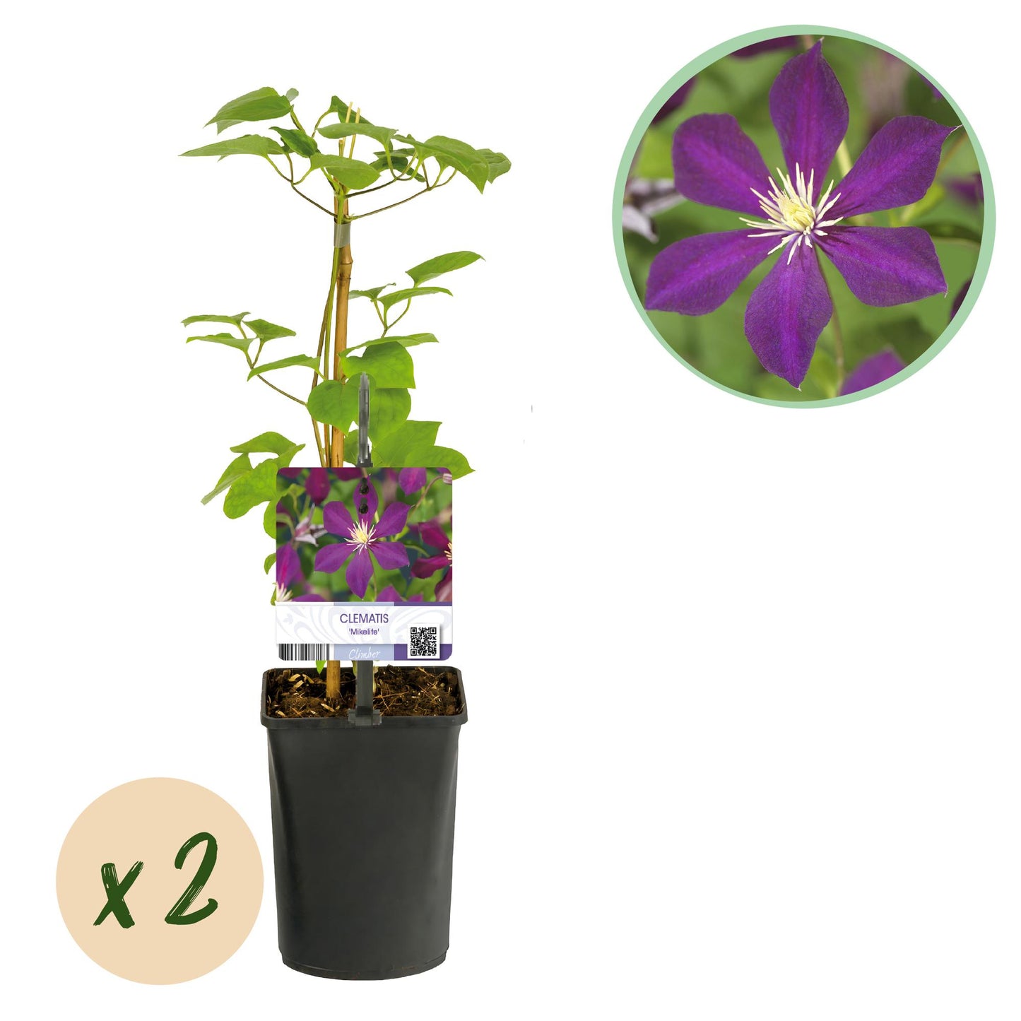 Clématite Mikelite : 2 plants en pot sur fond blanc, avec un gros plan des fleurs violettes. Idéal pour une plante grimpante.