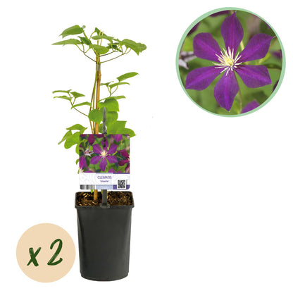 Clématite Mikelite : 2 plants en pot sur fond blanc, avec un gros plan des fleurs violettes. Idéal pour une plante grimpante.