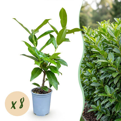 Prunus laur. Novita : plant en pot sur fond blanc avec pastille 'x8', accolé à une haie dense et verte en arrière-plan.
