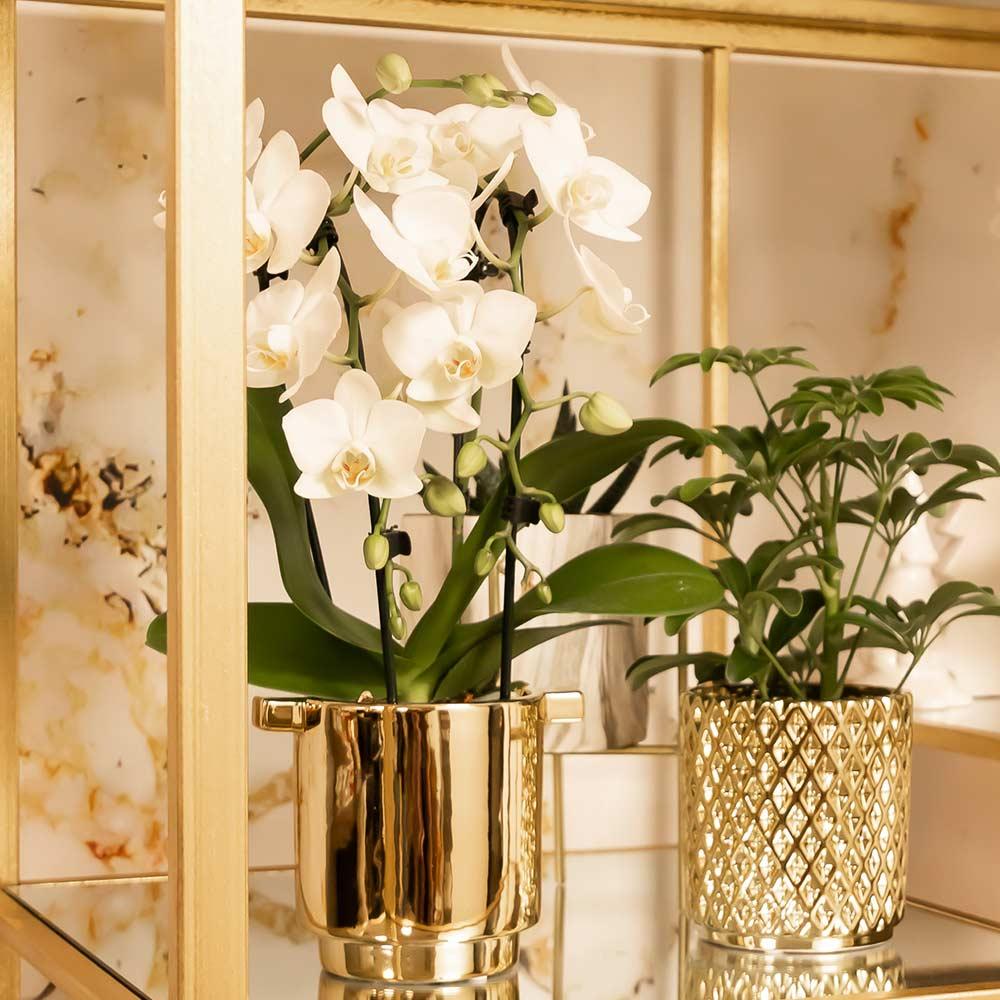 Orchidée Phalaenopsis blanche en pot