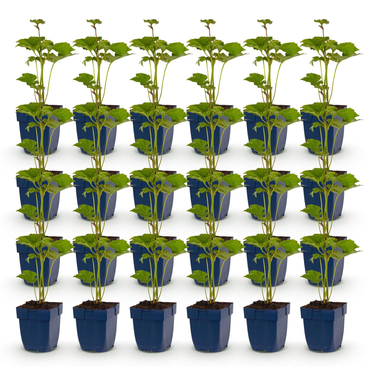 Anémone d'automne Kön. Charlotte. Lot de jeunes plants vivaces en pot, avec feuillage vert tendre, prêts à être plantés dans votre jardin.