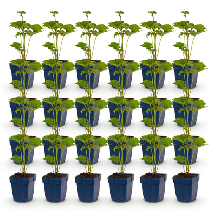 Anémone d'automne Kön. Charlotte. Lot de jeunes plants vivaces en pot, avec feuillage vert tendre, prêts à être plantés dans votre jardin.