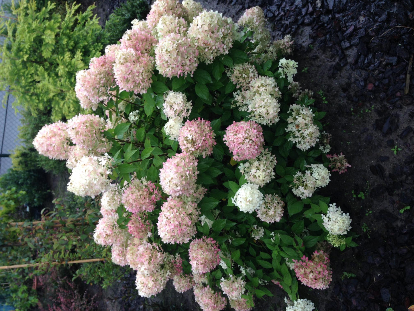 Hortensia Paniculée Limelight avec de grandes fleurs crème et roses dans un jardin.