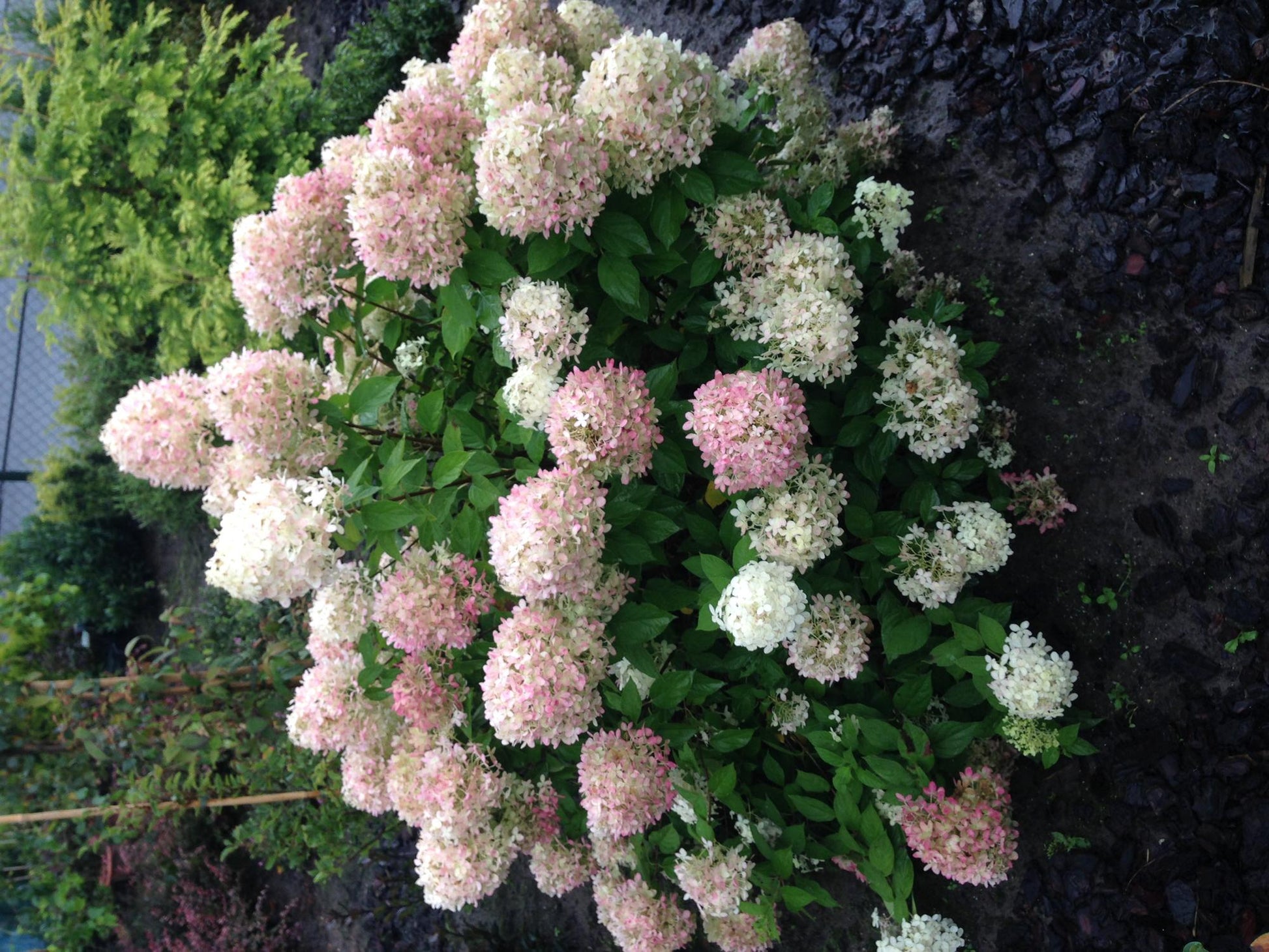 Hortensia Paniculée Limelight avec de grandes fleurs crème et roses dans un jardin.