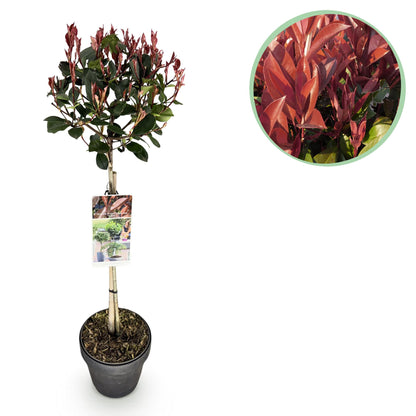 Photinia fraseri Little Red Robin en pot sur tige, avec un médaillon affichant un gros plan de son feuillage vert et rouge.