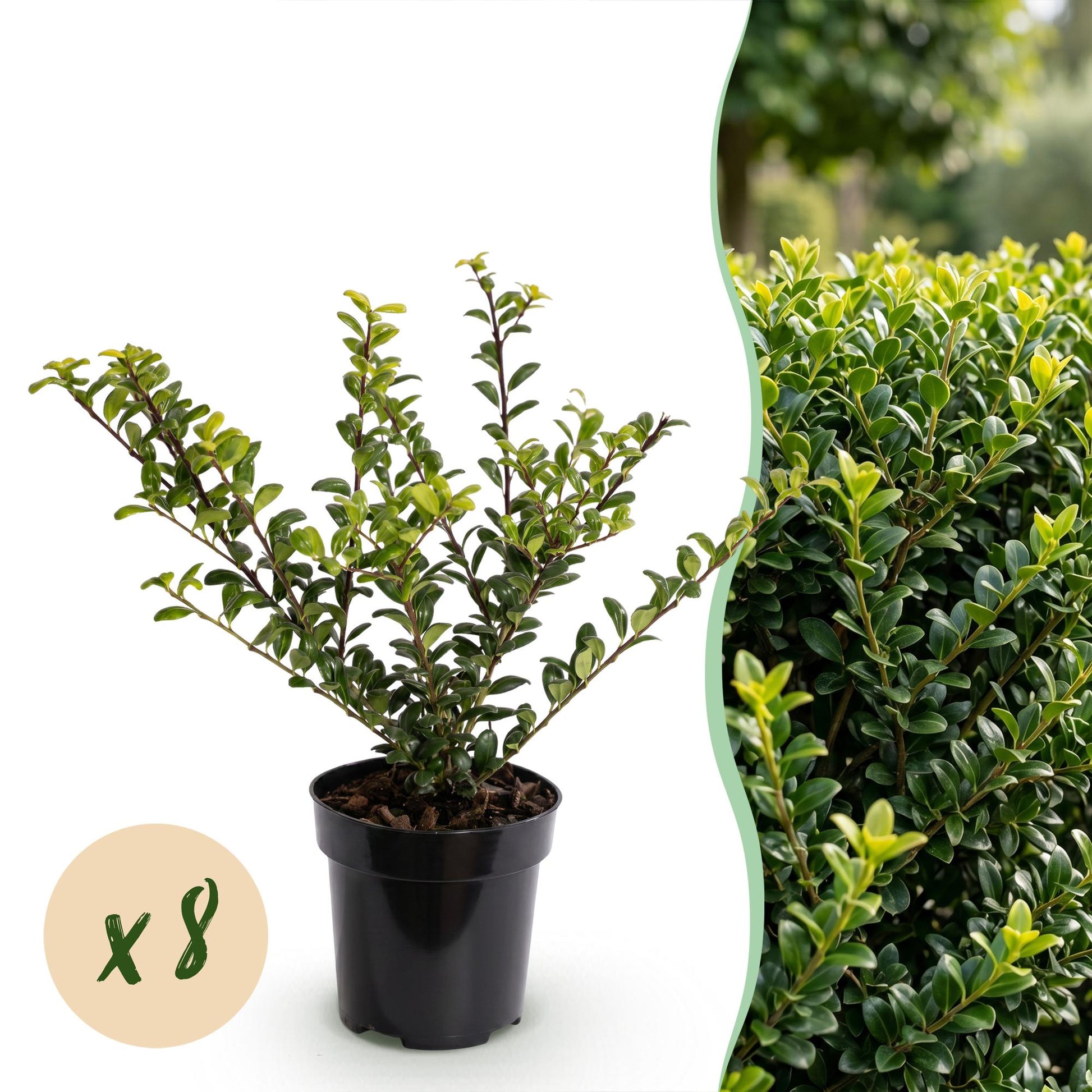 Ilex crenata Golden Gem : un plant en pot avec bulle x8, juxtaposé à une photo d'une haie luxuriante d'Ilex crenata.