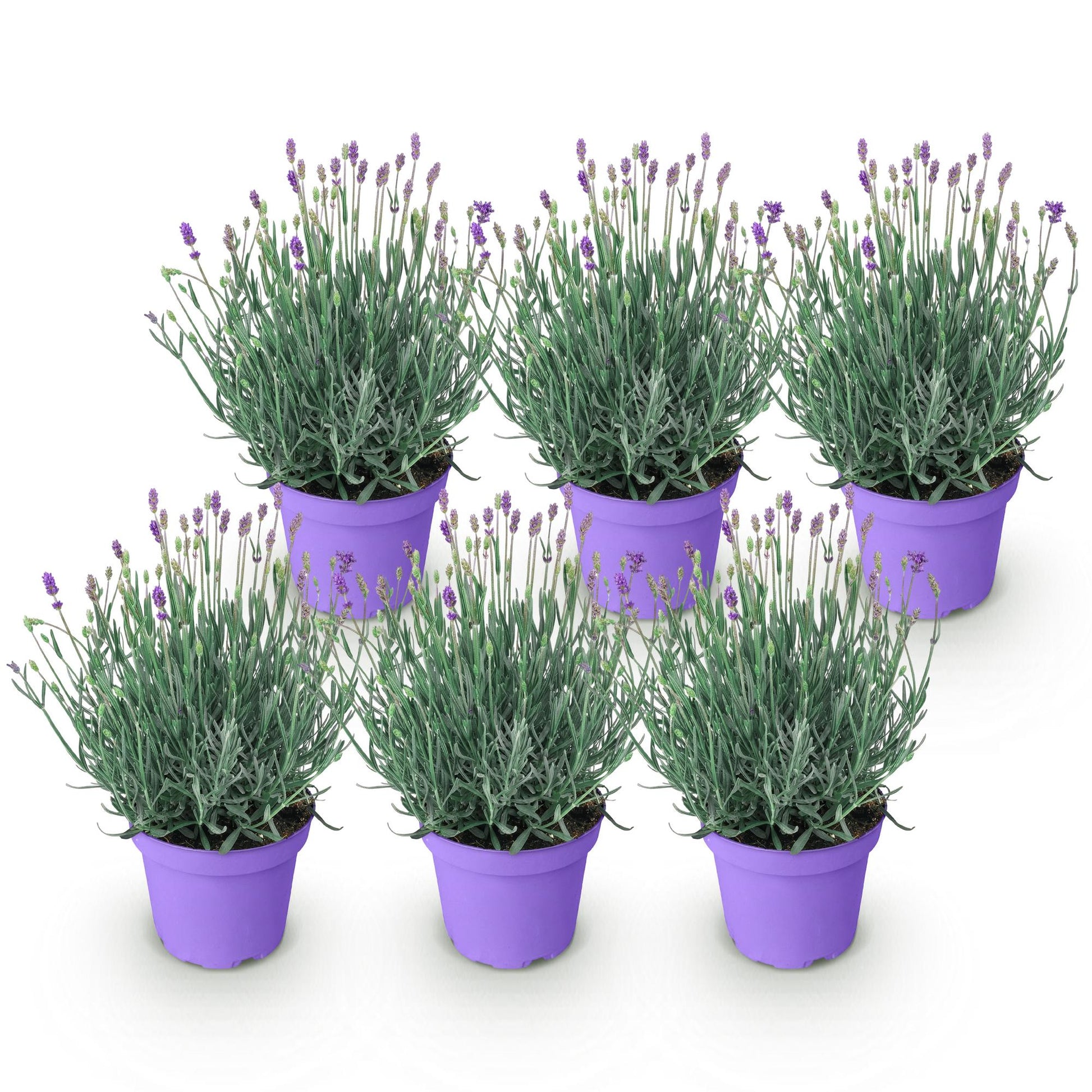 Lavande Munstead, lot de 6 plants en pot de 12cm, hauteur 15-25cm, sur fond blanc. Idéale pour massifs ou bordures.