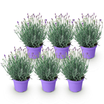 Lavande Munstead, lot de 6 plants en pot de 12cm, hauteur 15-25cm, sur fond blanc. Idéale pour massifs ou bordures.