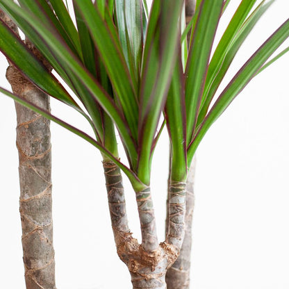 Dracaena Marginata avec pot Potter gris - 95cm - Ø21