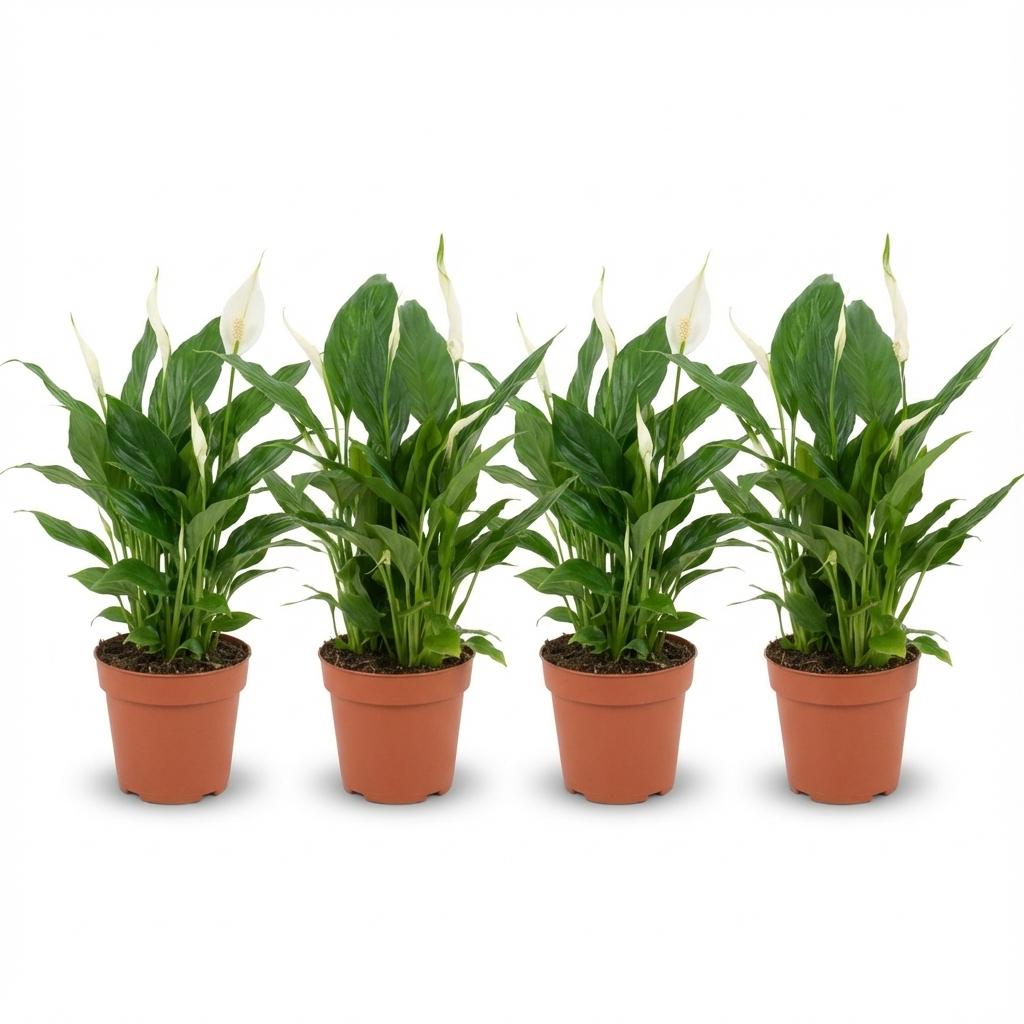 Spathiphyllum en lot en pot de 12 cm, 4 plantes