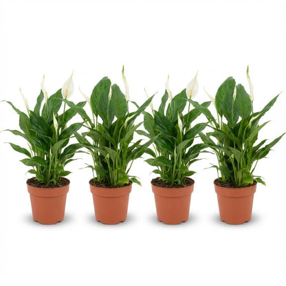 Spathiphyllum en lot en pot de 12 cm, 4 plantes