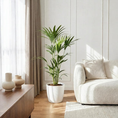 Plante d'intérieur - Howea Forsteriana - Palmier Kentia - Peu d'entretien - Vert - 1 Plante - avec Potter Blanc - Pot 21cm - Hauteur 120-130cm