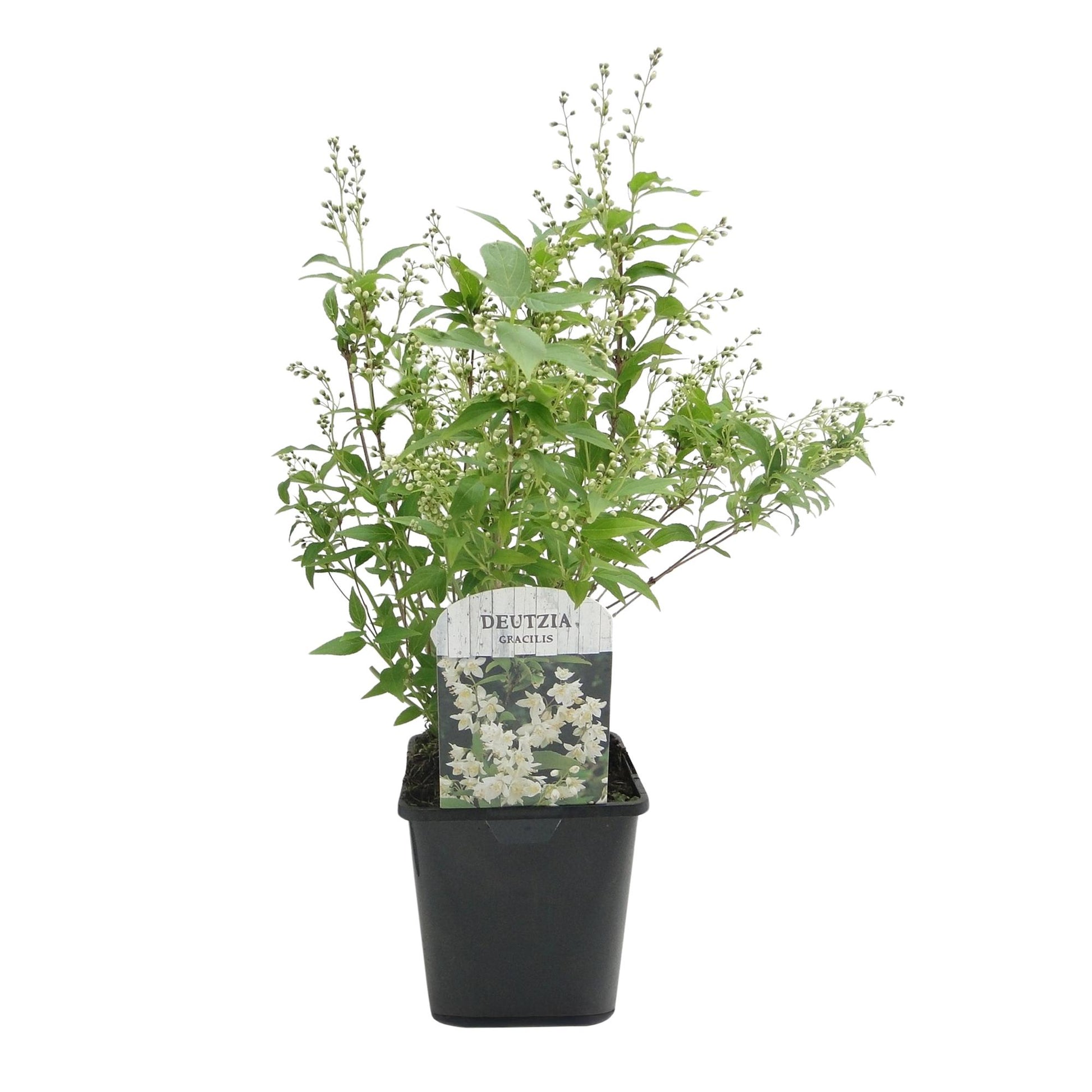 Deutzia gracilis en pot de 17 cm, prêt à être planté. Feuillage vert et nombreux boutons floraux blancs. Idéal pour haie ou massif.