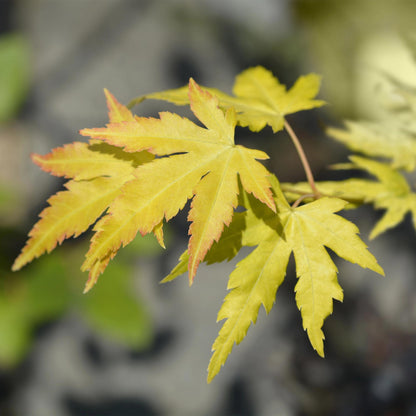 Acer palmatum Orange Dream. Gros plan sur les feuilles jaune vif de l'érable japonais, bordées de rouge cuivré.