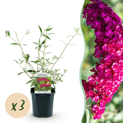 Buddleja davidii Royal Red : Un jeune plant d'arbre à papillons en pot, accompagné d'un gros plan sur ses fleurs fuchsia. Lot de x3.