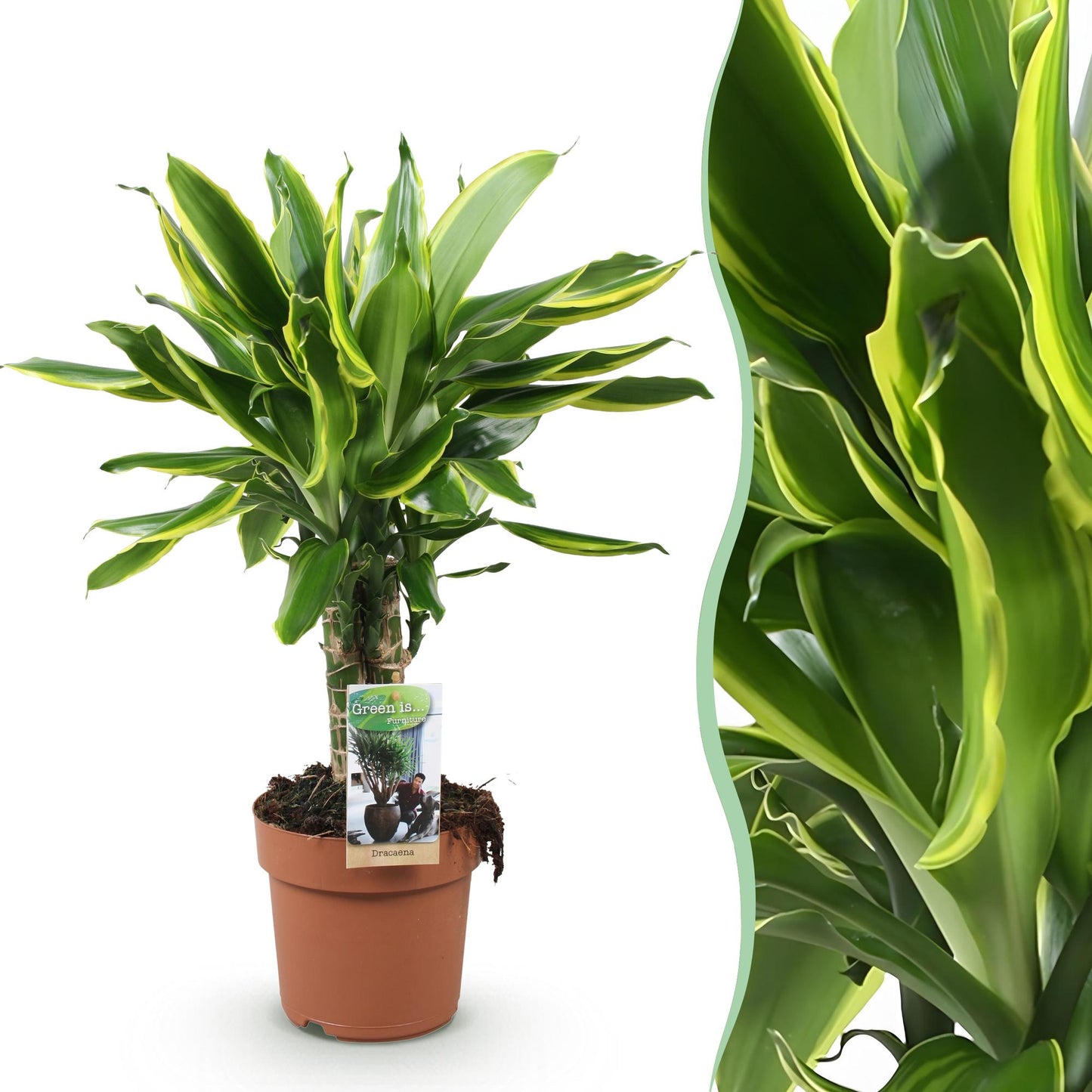 Dracaena fragrans Golden Coast plante d'intérieur en pot 17cm, feuillage strié vert et or, hauteur 50-55cm