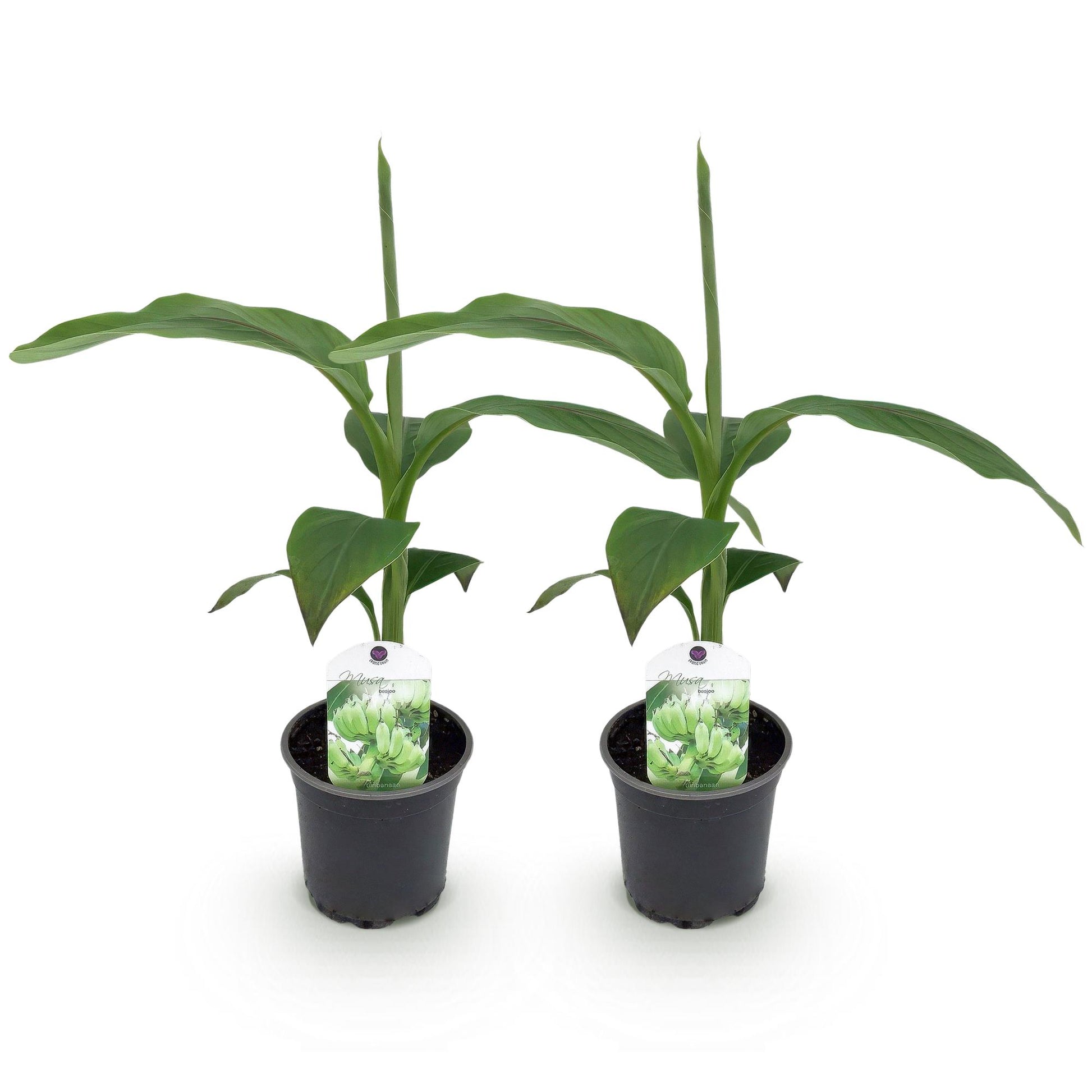 Musa Basjoo : Deux plants de bananier rustique en pot de 12cm sur fond blanc, prêts à être plantés pour un jardin exotique.
