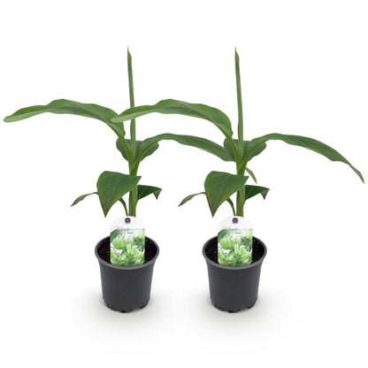 Musa Basjoo : Deux plants de bananier rustique en pot de 12cm sur fond blanc, prêts à être plantés pour un jardin exotique.