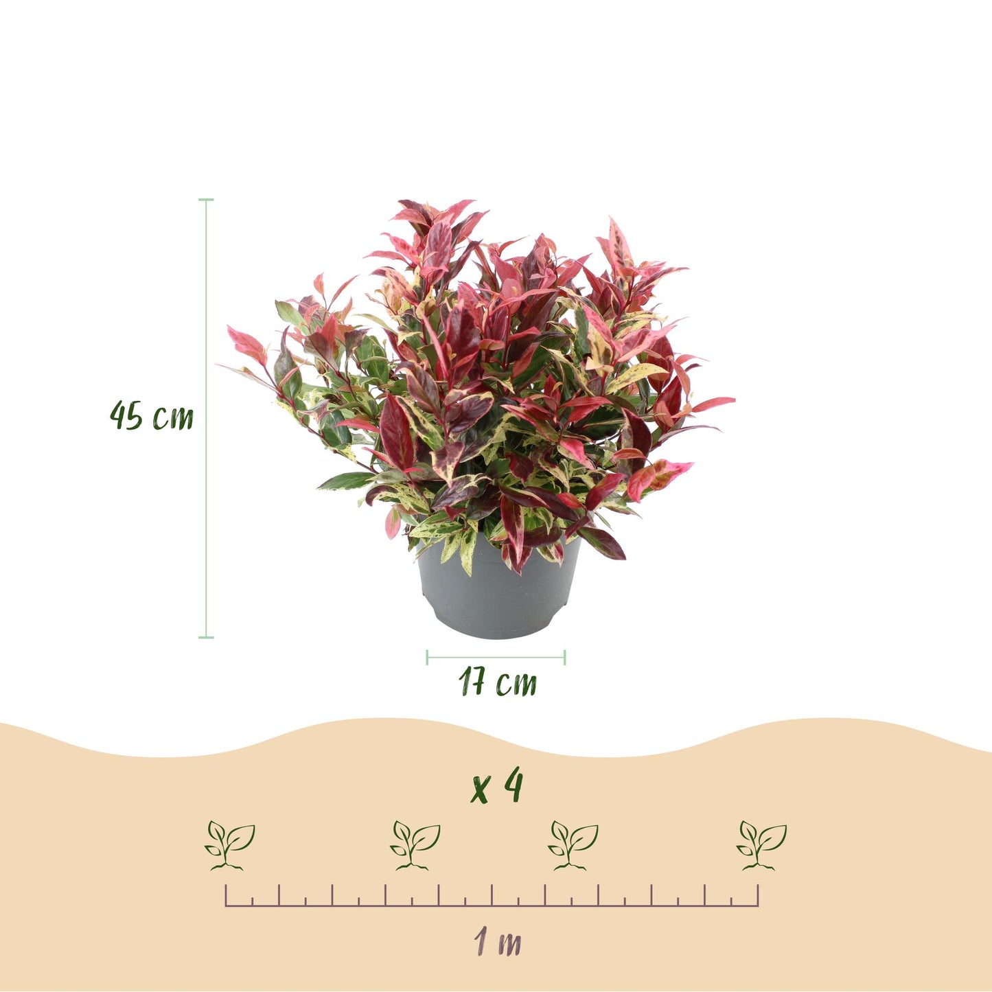Leucothoe Colour Diamond. Infographie montrant un plant en pot, avec sa hauteur (45 cm) et le diamètre du pot (17 cm). En bas, un schéma ind