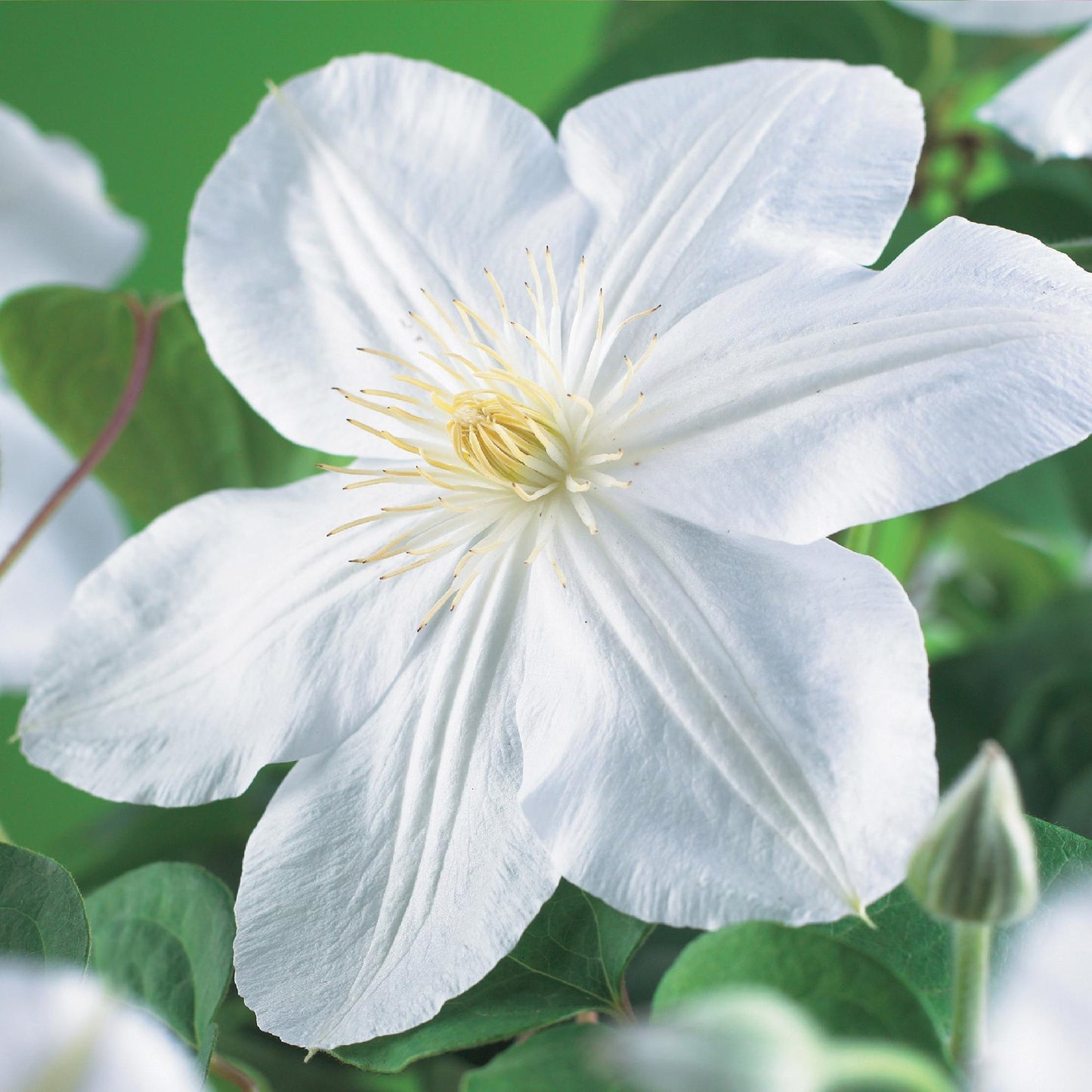 Clématite Madame Le Coultre : Gros plan d'une fleur de clématite blanche immaculée, avec son cœur jaune et ses feuilles vertes en arrière-pl