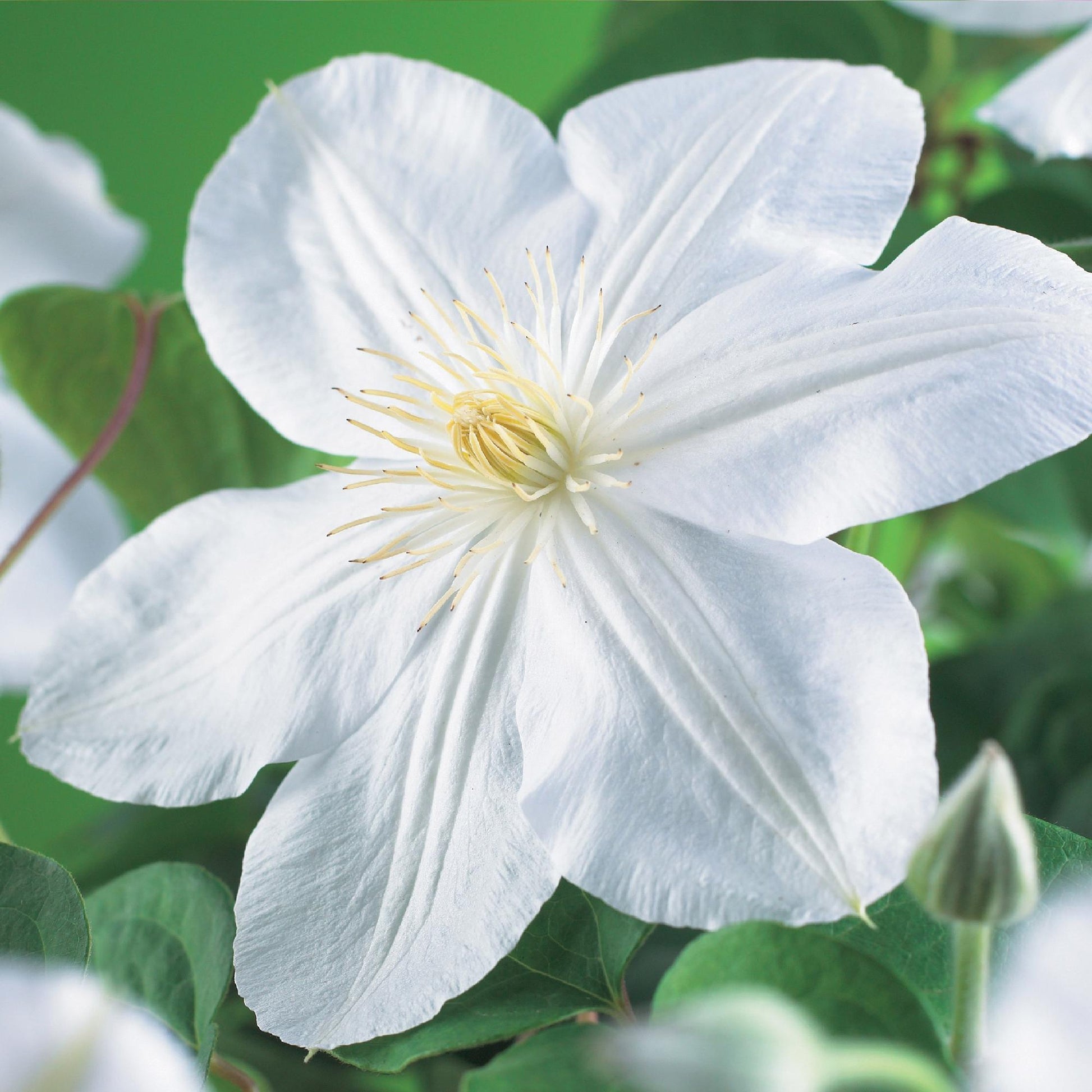 Clématite Madame Le Coultre : Gros plan d'une fleur de clématite blanche immaculée, avec son cœur jaune et ses feuilles vertes en arrière-pl