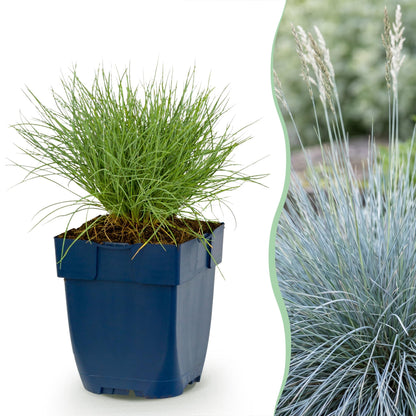 Festuca glauca, Herbe bleue. Un plant en pot en devenir à gauche, et sa version adulte avec ses épis floraux en arrière-plan à droite.