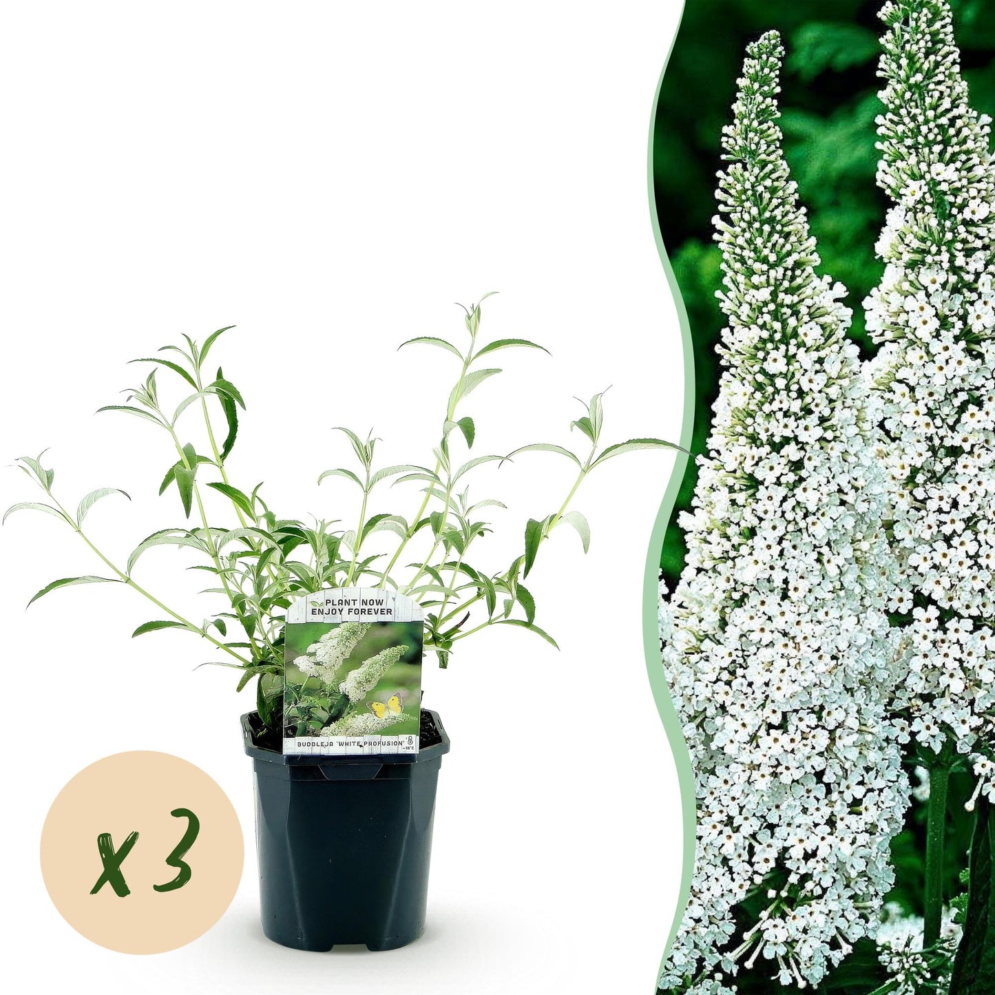 Buddleja davidii White Profusion. Jeune plant en pot et gros plan des fleurs blanches. Pastille orange indiquant "x3" pour un lot de 3.