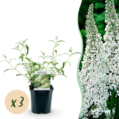 Buddleja davidii White Profusion. Jeune plant en pot et gros plan des fleurs blanches. Pastille orange indiquant "x3" pour un lot de 3.