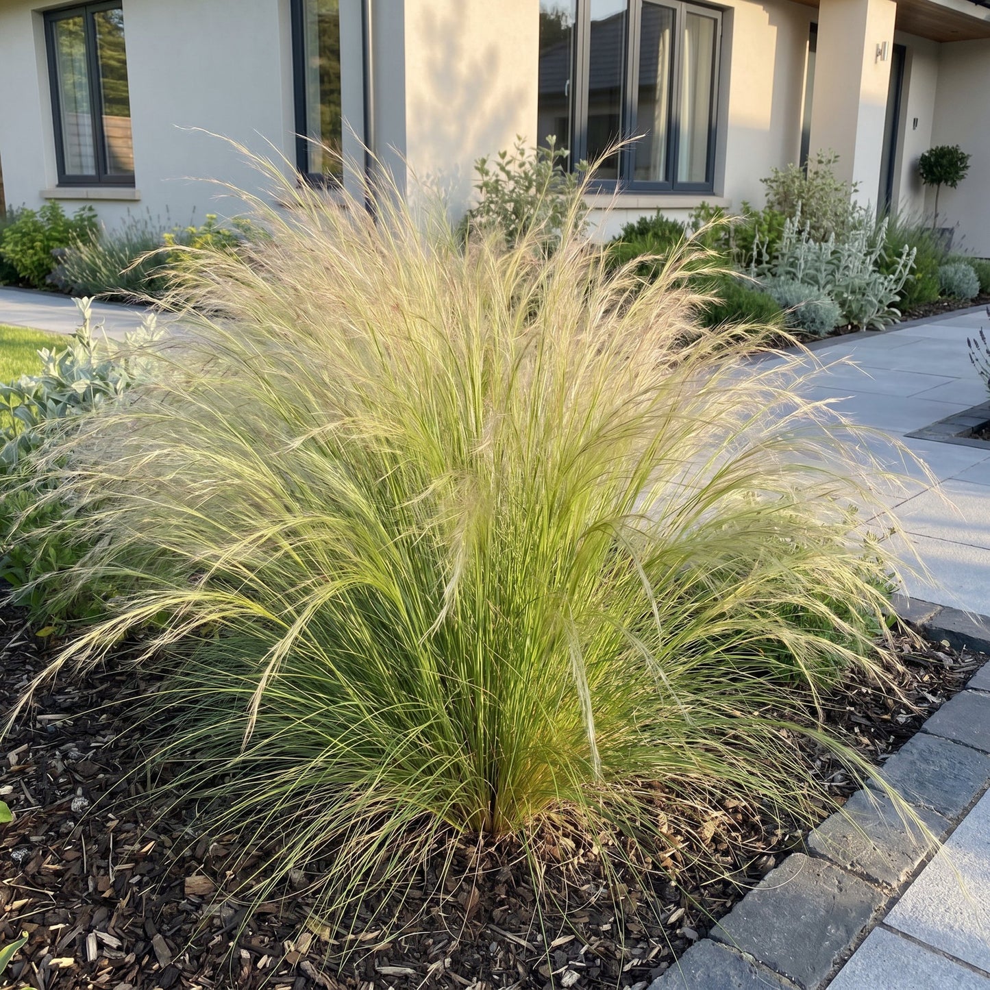 Stipa tenuissima Ponytails. Un grand plant d'herbe à plumes danse sous le soleil du matin devant une maison moderne, ajoutant une touche dou
