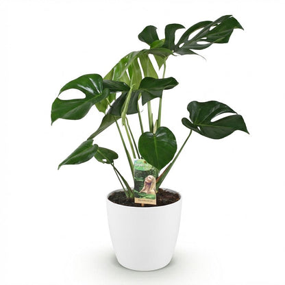 Plantes d'intérieur - Monstera Deliciosa - Plante à trous - Peu d'entretien - Vert - 1 Plante - avec Potter Blanc - Pot 21cm - Hauteur 70-80cm