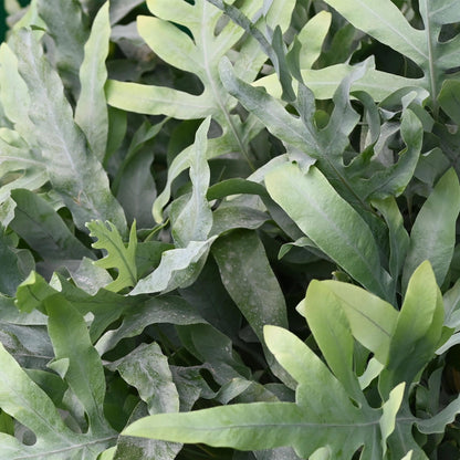 Plante d'intérieur - Phlebodium aureum Blue Star - Fougère Bleue - Plante Amie des Animaux - Bleu - 1 Plante - avec Panier - Pot 12cm - Hauteur 25cm