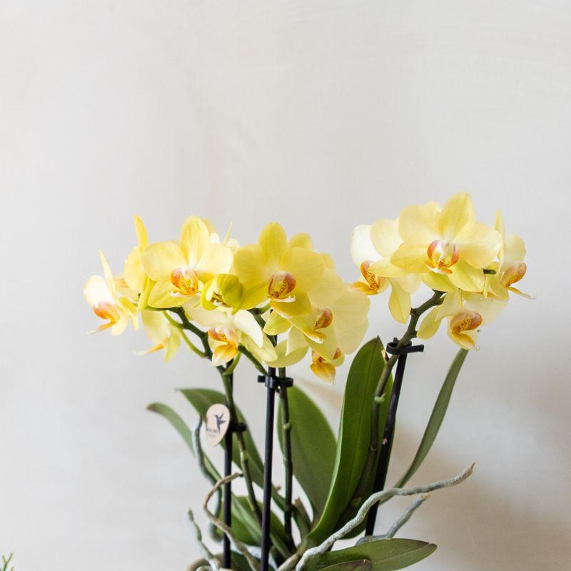 Orchidée Phalaenopsis jaune en pot