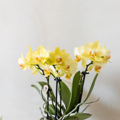 Orchidée Phalaenopsis jaune en pot