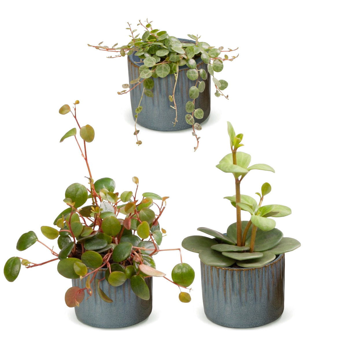 Bébés Peperomia en pot de 6 cm, cache-pot bleu gris