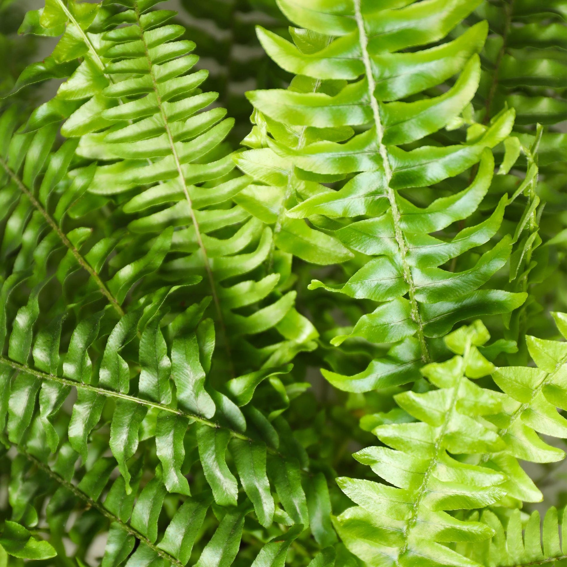 Plante d'intérieur - Nephrolepsis exaltata Green Lady - Fougère - Plante amicale pour les animaux - Verte - 1 Plante - avec Panier - Pot 12cm - Hauteur 25cm