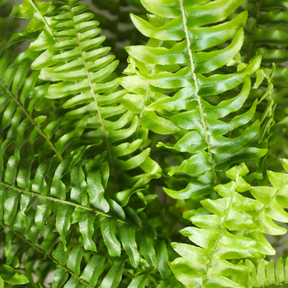 Plante d'intérieur - Nephrolepsis exaltata Green Lady - Fougère - Plante amicale pour les animaux - Verte - 1 Plante - avec Panier - Pot 12cm - Hauteur 25cm