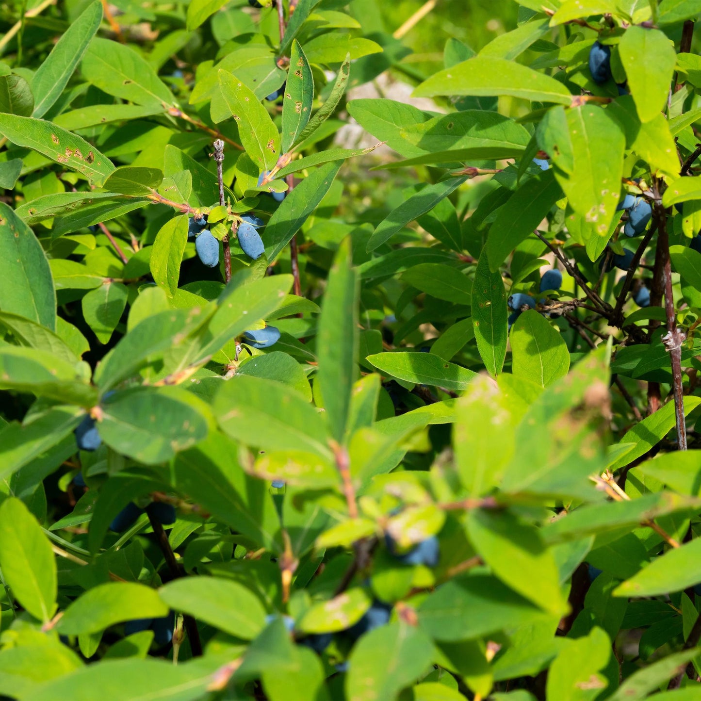 Lonicera caerulea Kamchatika (baie de miel) : gros plan sur les feuilles vertes et les fruits bleus allongés de la plante fruitière.